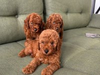 Kore red poodle