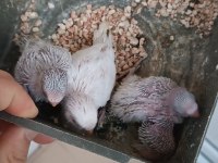 Yavrulu takımlar ve yeni yeme düşmüş kuşlar