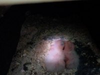 Sultan papağanı albino ve wf