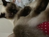 8 aylık siyam dişi siyam kedisi