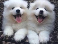 Irk Ve Sağlık Garantili Samoyed Yavrularımız