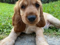 Safkan Cocker Köpekler