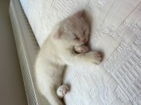 1.5 aylık erkek scottish fold