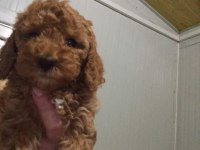 Toy poodle yavruları