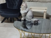 British Longhair kedime eş arıyoruz