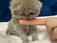 Uzun tüylü scottish fold