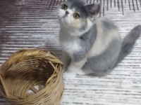 Dişi egzotik kedimiz yeni yuvasına gitmeye hazır