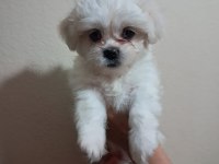 Shih tzu 2 aylık şitsu yavrularımız sahiplendirilecektir