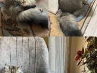 Sibirya cinsi erkek kedimiz