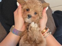 Akıllı ve Tüy Dökmeyen Karakteriyle Maltipoo Yavrusu