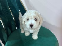 0 BOY KÖPEKLERİMİZ YENİ AİLELERİNE GİTMEYE HAZIR