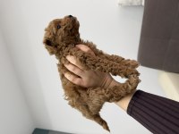 2 aylık toy poodle