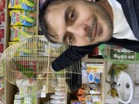 Ele kola alışkın full evcil lori papağanı