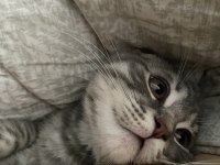 6 aylık scottish fold