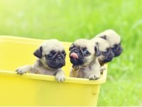 Irk Ve Sağlık Garantili Pug Köpekler