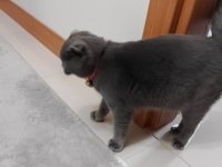 Ücretli 8 aylık kedimiz sahiplendirilecek