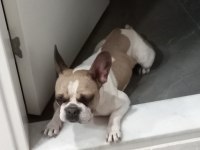Fransız Bulldog Kızım