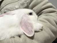 4.5 Aylık Hollanda Lop Tavşan