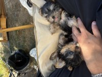 Dişi erkek teacup yorkshire terrier