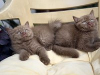 Cinnamon British Shorthair