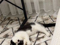 Harika bir erkek exotic shorthair beşiktaş yavru
