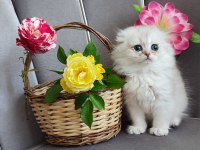 Scottish Fold Yavrumuz
