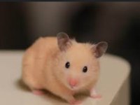 Suriye hamster yavrular