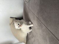 British shorthair 40 günlük erkek yavru