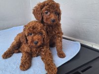 Minik toy poodle kızımız
