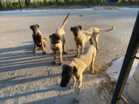 Orjinal kangal köpekleri