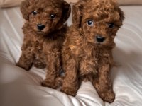 Toy Poodle Yavruları