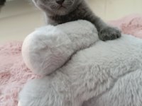 Gri scottish fold yavrumuza yuva