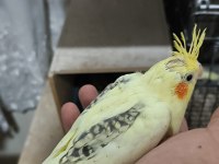 Sultan papağanı yavruları 2 aylik çiftler