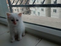 British Shorthair Yavrularımıza Güzel Bir Yuva Arıyoruz