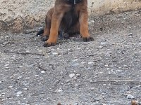 Malinois (Belçika Kurdu)