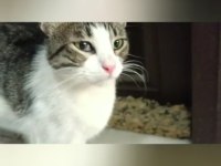 Depremzede Kedi