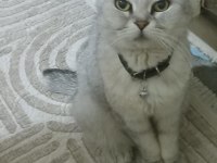 Acil yavru kedilerimize yuva aranıyor