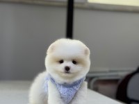 EN İYİSİNİ İSTEYENE POMERANİAN BOO