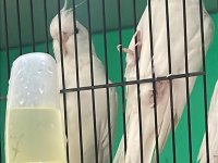 Albino Takım Sultan Papağanları