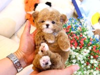 Maltipoo Kore bebekler