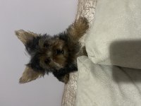Tek kaldı dişi safkan yorkshire terrier