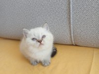 Bu british shorthair ponçikler yeni yuvalarını arıyor