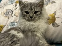 5 aylık dişi british longhair