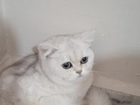 British shorthair sahibinden sağlıklı (kız)