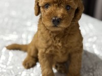 Toy poodle 2 aylık