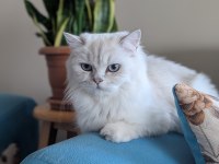 Kedimiz Lokum un 4 adet british shorthair yavrusu