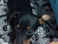 Çok tatlı ücretsiz pinscher
