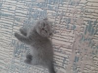 Yeni british shorthair yavrularımız yuvasına gitmeye hazır