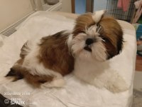 Secereli Irk Garantili Shih Tzu Yavrular
