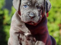 BLUE CANE CORSO YAVRULARI